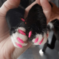 Silicone Cat Nail Caps